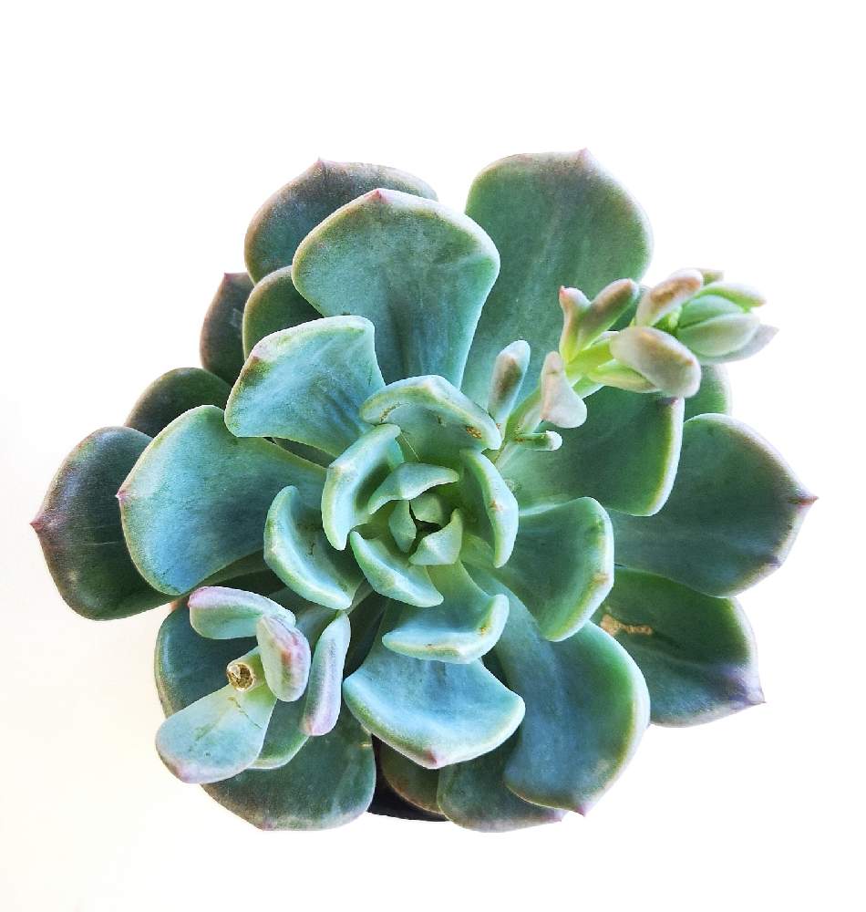 玄関の画像 by eyeさん | 玄関とエケベリア ブルートパーズとブルー トパーズとEcheveria 'Blue Topaz'と☆eye☆黒タグ GREEN ROOMとBromelia Gifu苗とブルートパーズとブルートパーズ エケベリアとEcheveria 'Blue Topaz'と☆eye☆エケベリア属とエケベリア属 ブルートパーズとケイ酸塩鉱物とエケベリア ブルートパーズとeARThコレクションと石の日とエケベリア属とGREEN ROOMと☆eye☆540と14日は石の日とグリーンルームとBromelia GifuとeARTh succulentrsと☆eye☆は行と八ヶ岳セレクション