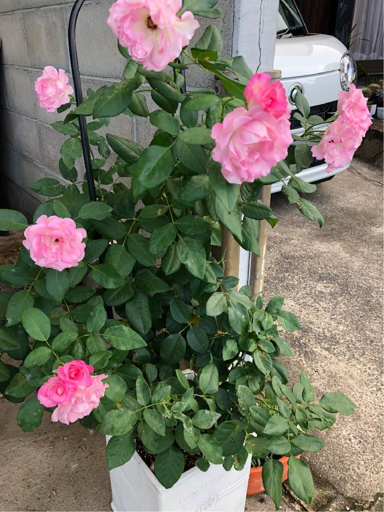 の画像 by *mokonatsu*.*さん | ボーダーローズとバラとばら バラ 薔薇とピンク!ピンク!ピンク!と薔薇好きと長崎と今日のお花と娘からのプレゼントと花のある暮らしとお花のある生活とお花好きと繋がりに感謝✨と自宅とバラ 鉢植え