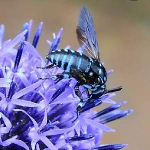 blue bee