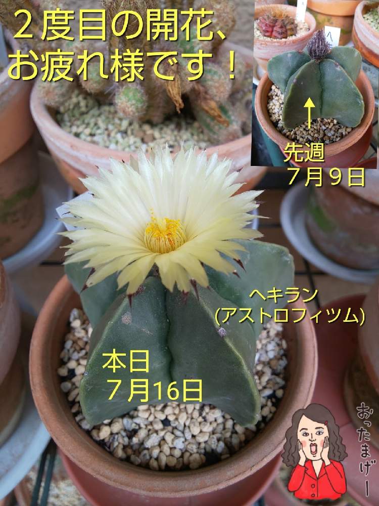 バルコニー/ベランダの画像 by チョウさんさん | バルコニー/ベランダとwow!!!と何でやねん!と勝手気ままにベランダ~とGS映えとGS日和と恋をしましょう!とおうち園芸と植中毒とHappyな気分と食わず嫌い?とタニラーと何となく幸せ!と珍奇植物と花とジジイ!と花のある暮らしとGREEN UP!とバルコニスト