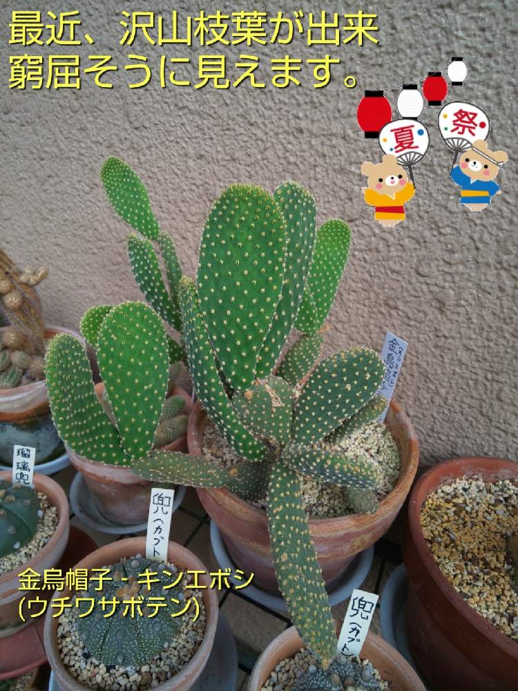バルコニー/ベランダの画像 by チョウさんさん | バルコニー/ベランダとwow!!!と雨に輝くと何でやねん!と勝手気ままにベランダ~とGS映えとGS日和と恋をしましょう!とおうち園芸と植中毒とHappyな気分と食わず嫌い?とタニラーと何となく幸せ!と珍奇植物と花とジジイ!と花のある暮らしとGREEN UP!とバルコニスト