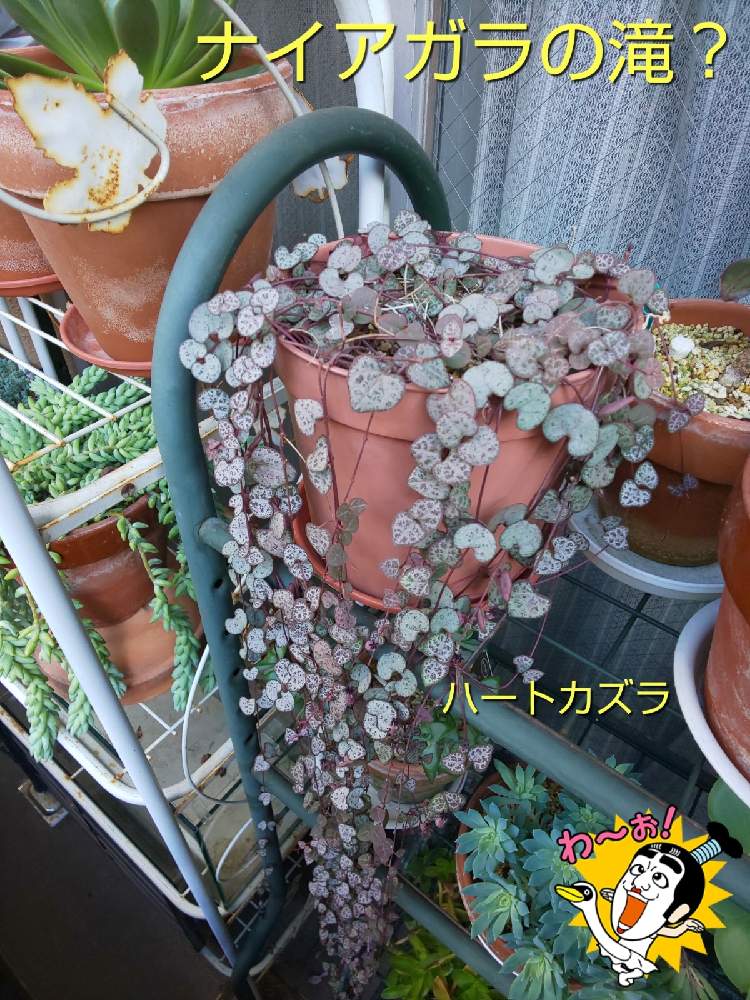 バルコニー/ベランダの画像 by チョウさんさん | バルコニー/ベランダとwow!!!と何でやねん!と勝手気ままにベランダ~とGS映えとGS日和と恋をしましょう!とおうち園芸と植中毒とHappyな気分と食わず嫌い?とタニラーと何となく幸せ!と珍奇植物と花とジジイ!と花のある暮らしとGREEN UP!とバルコニスト