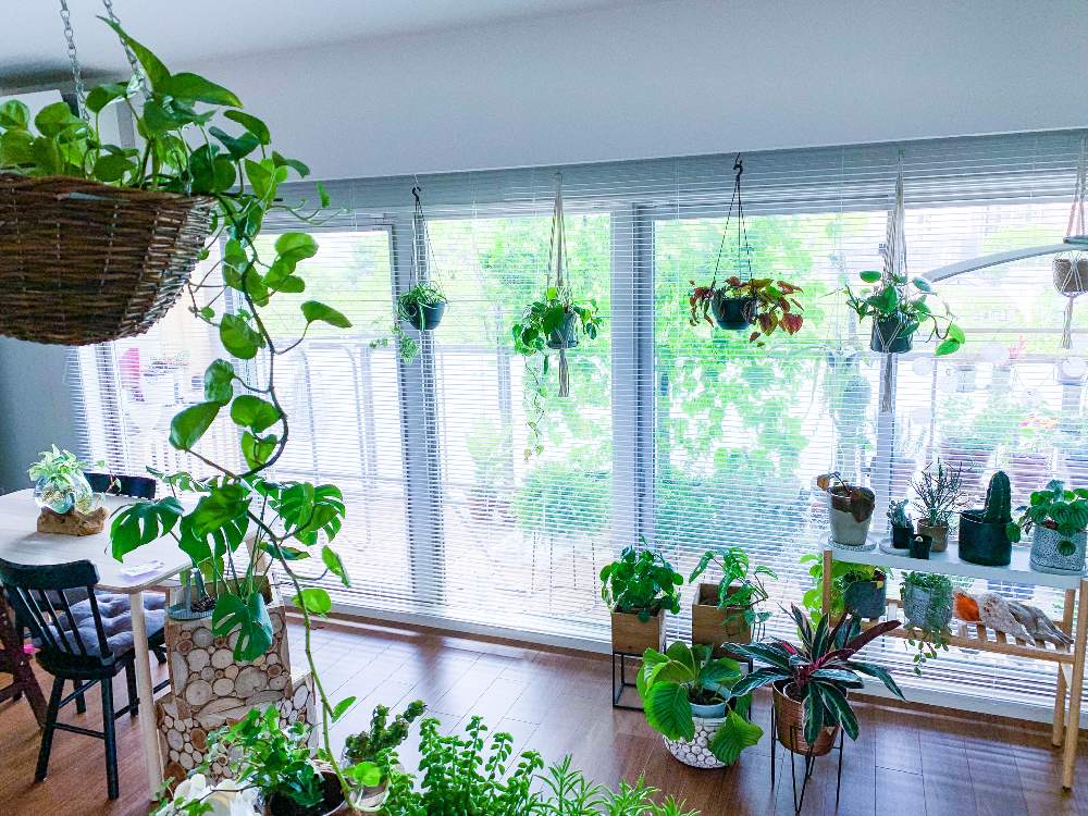 部屋の画像 by marjoramさん | 部屋とステイホームとジャングルとわが家の観葉植物❢とおうち園芸とハンギングとつる性植物とグリーンカーテンとお家時間とお家ジャングルとゴーヤカーテンと自家製野菜とインテリア雑貨と植木鉢と夏野菜と葉っぱ好きとインテリアハンギング-2021