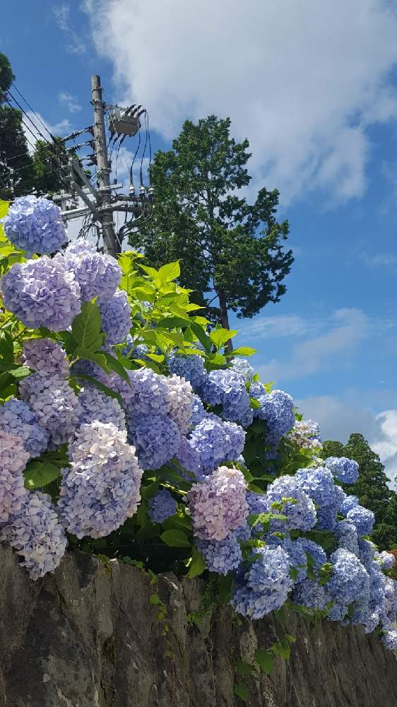 お出かけ先の画像 by ペケ子さん | お出かけ先と紫陽花とビューティフルサンデーと雲仲間と毎日Thank You❤と明日はきっと良い日になるとファンタスティックブルー
