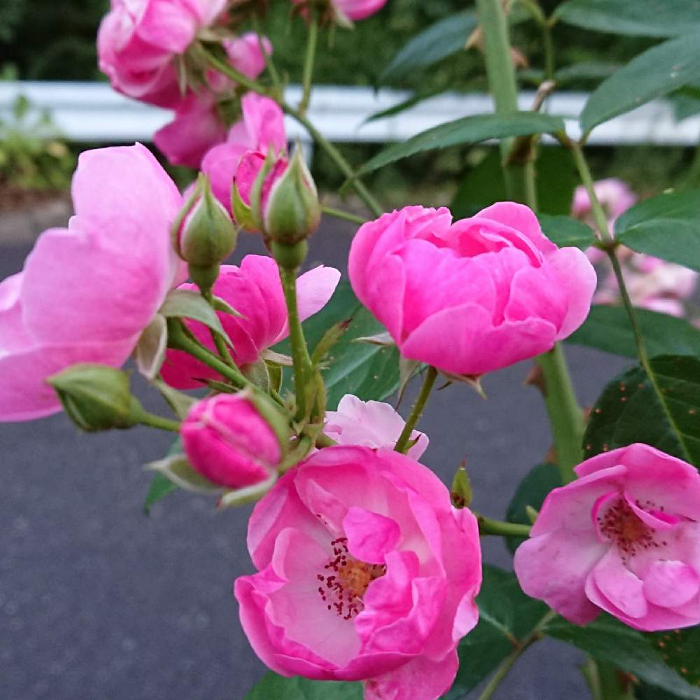 小さな庭の画像 by マナさん | 小さな庭と薔薇 アンジェラと毎日Thank You❤といつも心に太陽をとピンクワールドへ ようこそと月曜日にはバラをと花のある暮らし