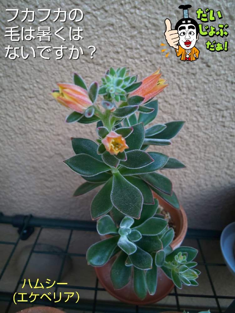 バルコニー/ベランダの画像 by チョウさんさん | バルコニー/ベランダとwow!!!と雨に輝くと何でやねん!と勝手気ままにベランダ~とGS映えと梅雨明け楽しみとGS日和と恋をしましょう!とおうち園芸と植中毒とHappyな気分と食わず嫌い?とタニラーと何となく幸せ!と珍奇植物と花とジジイ!と花のある暮らしとGREEN UP!とバルコニスト