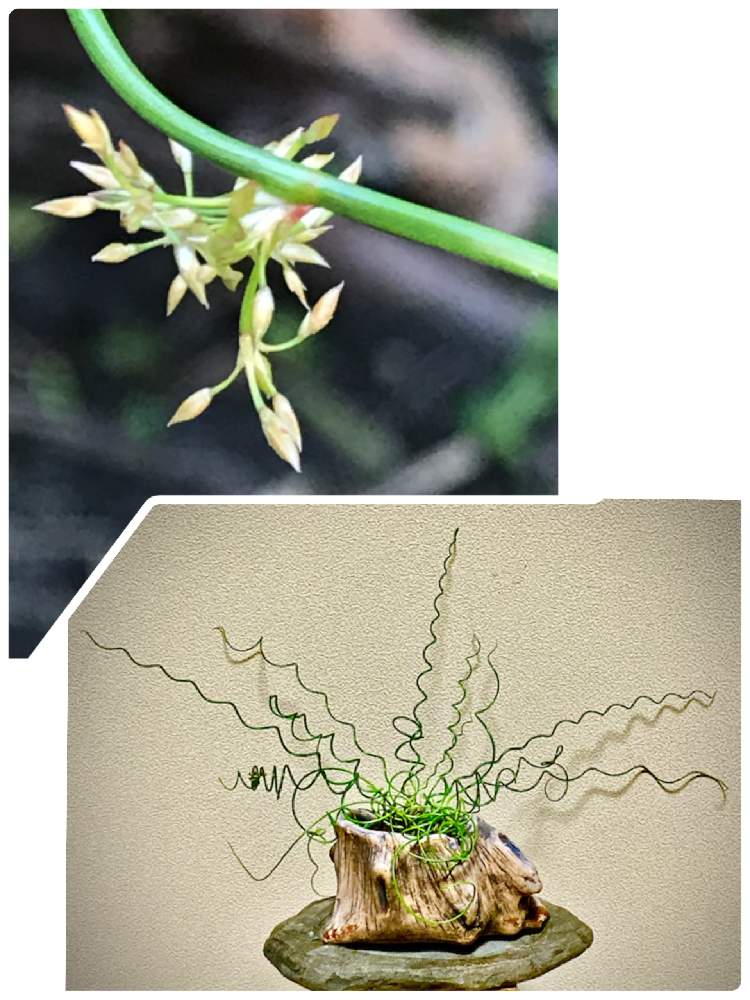 棚の画像 by アボガドさん | 棚とラセンイ(螺旋藺)と観葉植物とユニークな容姿と湿地に咲く花と山野草と花のある暮らしと東北人花の会