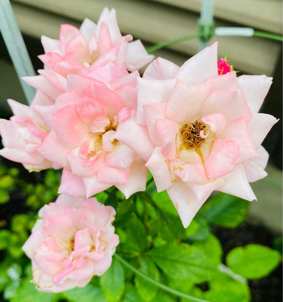 小さな庭の画像 by jurarararara〜☆さん | 小さな庭とつる薔薇 春霞と季節を楽しむとお花を楽しむとばら バラ 薔薇と薔薇愛同盟とありがとう❤️と薔薇に魅せられてとピンク❤︎ピンクとこんな時こそ花をと薔薇の庭とばら大好きと小さな庭♡と小さな幸せ♡と薔薇が好きです♡と薔薇♪とバラ薔薇ばらら~❤️とバラを楽しむとばらに魅せられてと19日はピンクの日