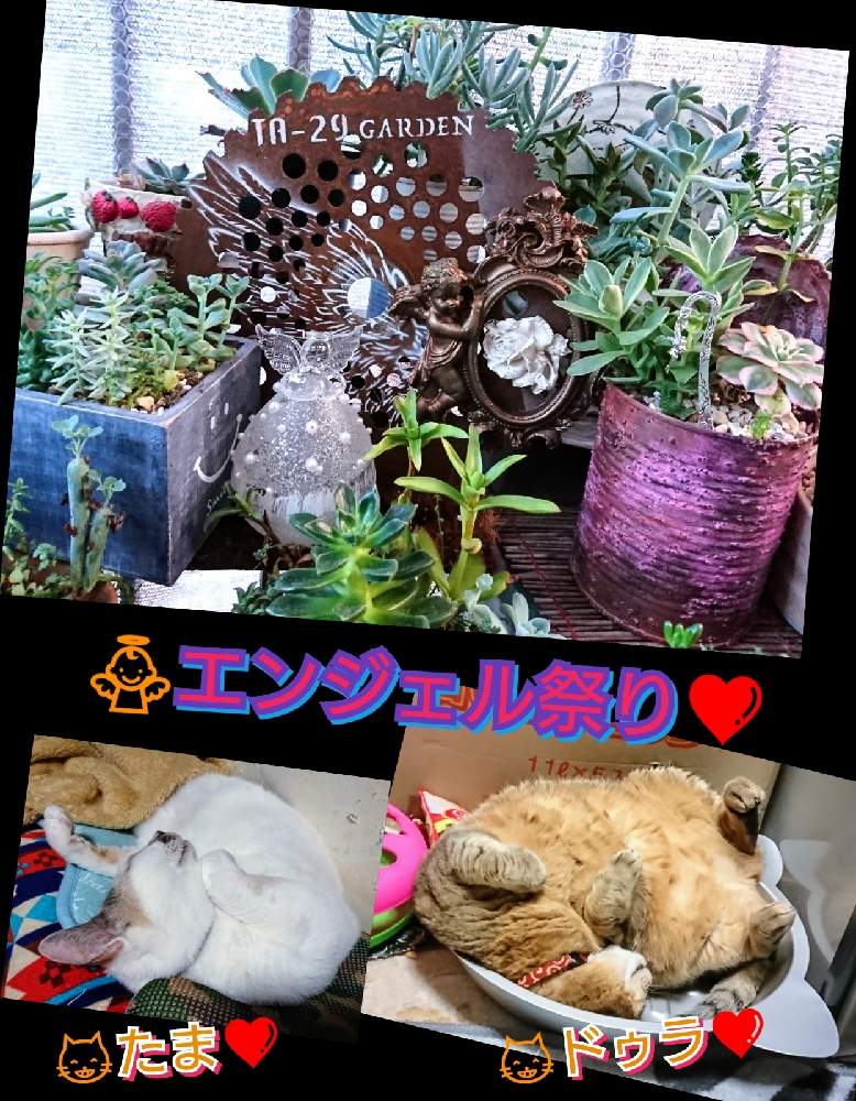 バルコニー/ベランダの画像 by のりっぺさん | バルコニー/ベランダとエケベリア 白雪姫とアエオニウム サンバーストとセダム カメレオン錦とエケベリア チュブスとクラッスラ マネーメーカーと梅雨明け~( ≧∀≦)ノとたまと素敵便♥️と今を乗切るぞ!とKOHさん's 多肉チャン♥️とK.Kさん's 多肉ちゃんたち♥️とエンジェル祭りとK.Kさんのお鉢♥️とyubaraさん's お鉢♥️とドゥラちゃんと多肉ちゃん初心者とほーちゃんさん's エンジェル付き錆刃♥️と楽しい園芸o(^o^)oとバルコニスト