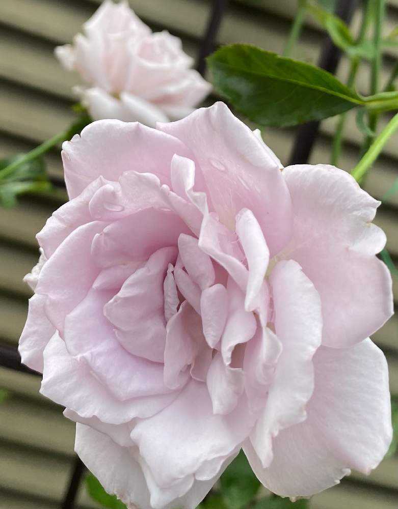 小さな庭の画像 by jurarararara〜☆さん | 小さな庭と薔薇 マダムビオレと季節を楽しむとお花を楽しむとばら バラ 薔薇と薔薇愛同盟とありがとう❤️と薔薇に魅せられてとこんな時こそ花をと薔薇の庭とばら大好きと小さな庭♡と小さな幸せ♡と薔薇が好きです♡と薔薇♪とバラ薔薇ばらら~❤️とバラを楽しむとばらに魅せられて