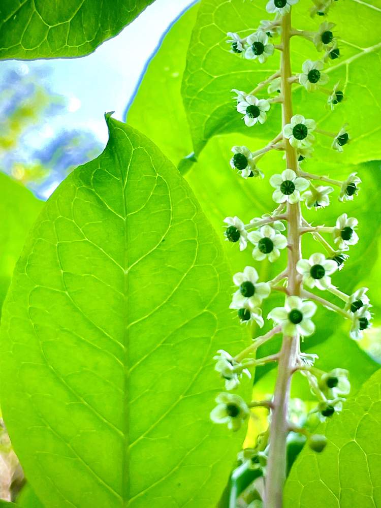 の画像 by ✴︎Chie✴︎さん | 植物のある暮らしと山野草と色水遊びと葉っぱの中とヨウシュヤマゴボウ。とヤマゴボウ科と花のある暮らしと別名インクベリーと北アメリカ原産と洋種山牛蒡⭐︎と葉っぱlove♥と毒あり注意⚠️とグリーン!グリーン!グリーン!とお目覚めと夏が来た!と外来種と葉脈と祈りを込めてとありがとう医療従事者の方々と被害に遭われた方々のお見舞い申し上げます。