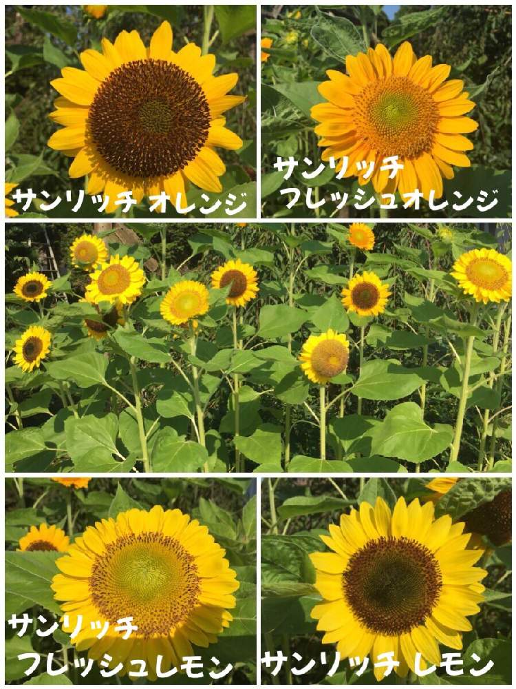 の画像 by カフェモカさん | ヒマワリ サンリッチとサンリッチ ソレイユミュージアムとみどりのある暮らしとグリーンのある暮らしと種まきとお花が咲いたよとささやかな幸せと花のある暮らしとかわいいな♡とタキイと地植え
