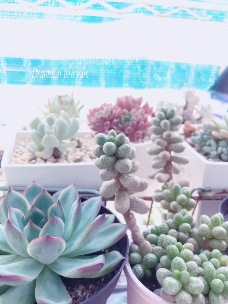バルコニー/ベランダの画像 by A‘_'Aさん | バルコニー/ベランダと多肉植物と多肉植物のある暮らしと極狭ベランダと多肉植物ラブと多肉植物大好きと普及種万歳と今日の多肉植物