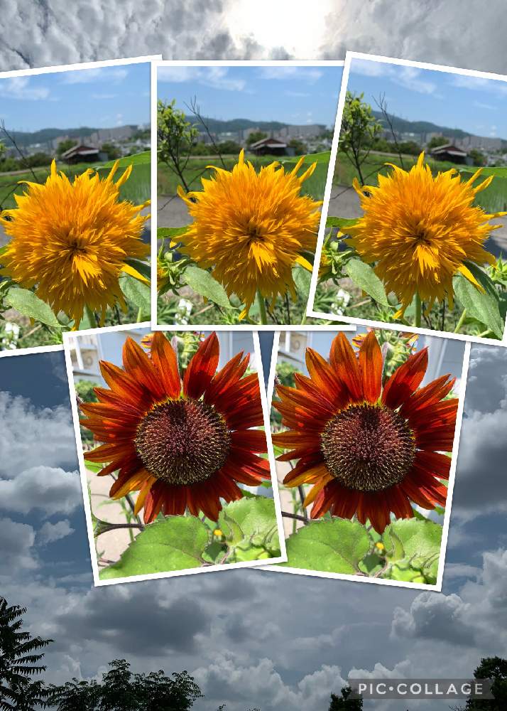 の画像 by anpunpunさん | センダンとヒマワリとニワウルシと街路の花壇とよそさまの畑とGS句会