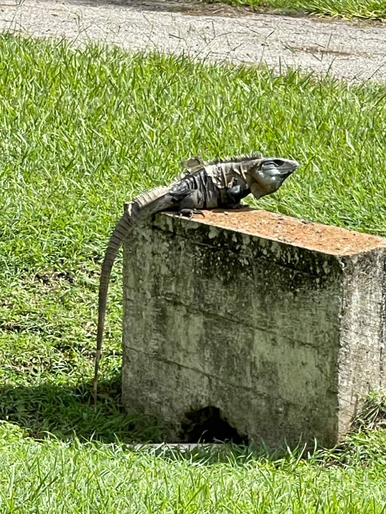 の画像 by 砂糖工場さん | 動物とサトウキビの町の草原とお庭を散歩