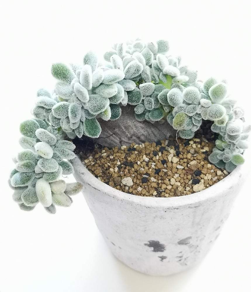 玄関の画像 by eyeさん | 玄関とフロスティ綴化とプルビナータ フロスティとEcheveria pulvinata 'Frosty' f.cristataとプルビナータ フロスティ 綴化と☆eye☆綴化と☆eye☆エケベリア属とフロスティ綴化.とプルビナータ フロスティ.とメキシコ プエブラ州とエブリディすねげ♡とEcheveria pulvinata 'Frosty' f.cristataと中央アメリカ原産と三重県とエケベリア属と☆eye☆House Mと綴化株と久居カクタスクラブとメキシコ オアハカ州とフロスティ☆と☆eye☆は行