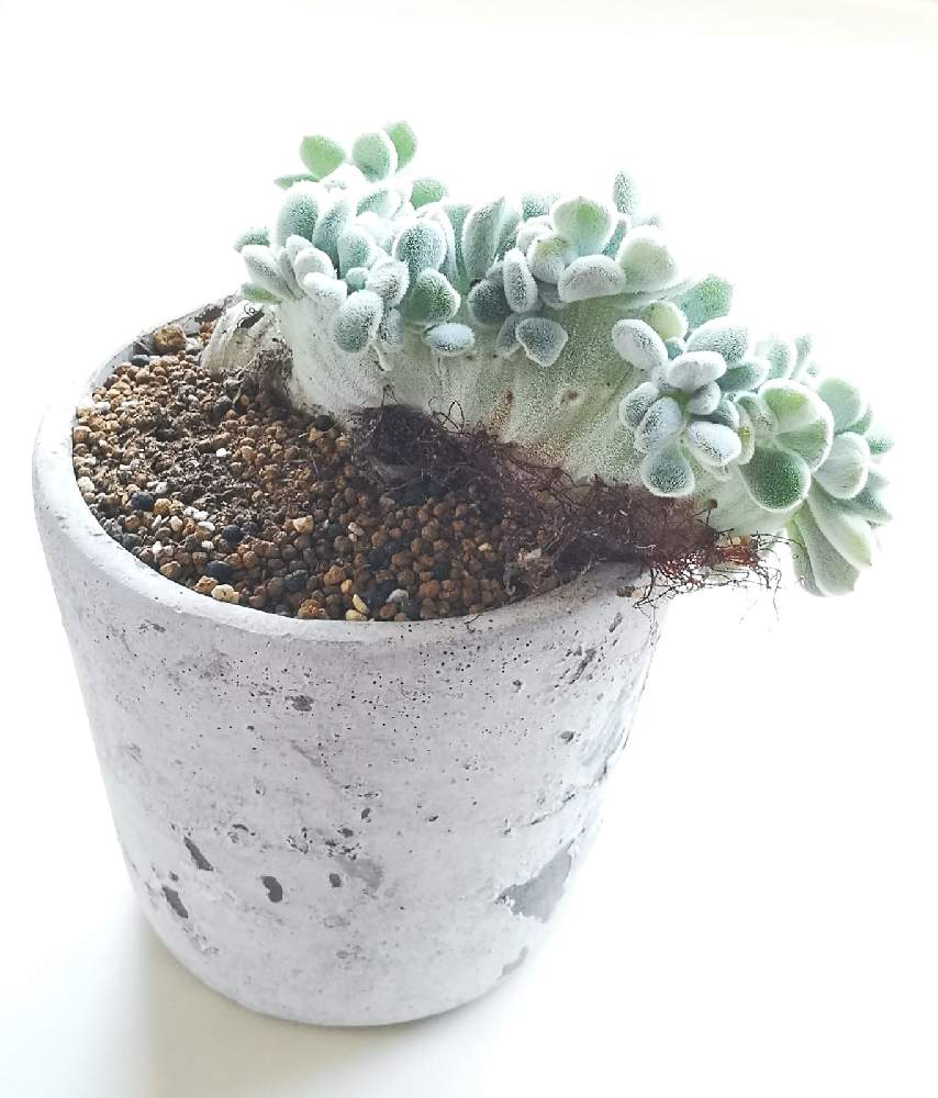 玄関の画像 by eyeさん | 玄関とプルビナータ フロスティとEcheveria pulvinata 'Frosty' f.cristataとフロスティ綴化とプルビナータ フロスティ 綴化と☆eye☆綴化と☆eye☆エケベリア属とフロスティ綴化.とプルビナータ フロスティ.とメキシコ プエブラ州とエブリディすねげ♡とEcheveria pulvinata 'Frosty' f.cristataと中央アメリカ原産と三重県とエケベリア属と綴化株と久居カクタスクラブとメキシコ オアハカ州とフロスティ☆と☆eye☆は行