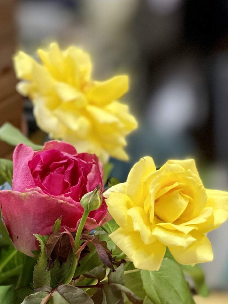 部屋の画像 by jurarararara〜☆さん | 部屋と薔薇 マルコポーロと薔薇 ピンクブルグンドと季節を楽しむとお花を楽しむとばら バラ 薔薇と薔薇愛同盟と水曜ローズショーとありがとう❤️と薔薇に魅せられてとこんな時こそ花をと薔薇の庭とばら大好きと小さな庭♡と小さな幸せ♡と薔薇が好きです♡と薔薇♪とバラ薔薇ばらら~❤️とバラを楽しむとばらに魅せられて
