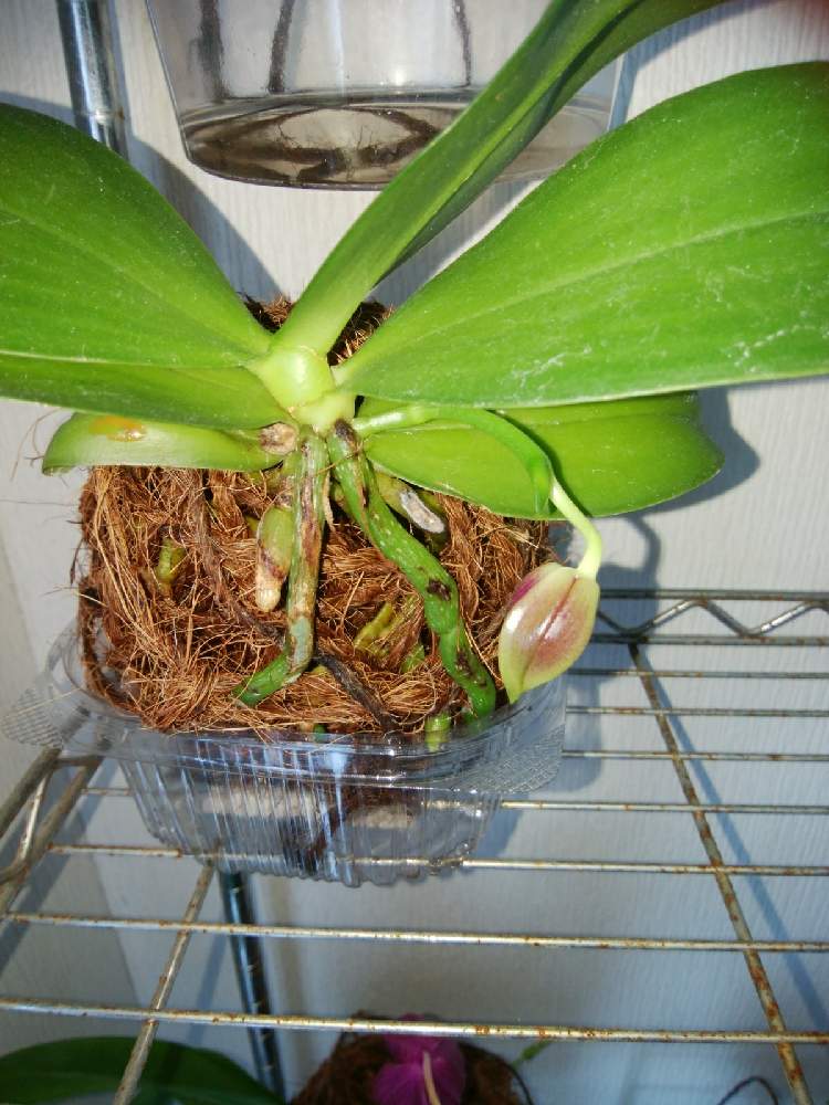 窓辺の画像 by オツベルさん | 窓辺とPhal.Yaphon Yuppie×Phal.Lioulin Dragon Girlと着生ランとラン科とorchidとヤフオクとファレノプシス属と胡蝶蘭の花と着生と根っこと蘭の沼と洋ランとphalと洋蘭原種と胡蝶蘭 交配種と蘭の底無し沼と根っこフェチ