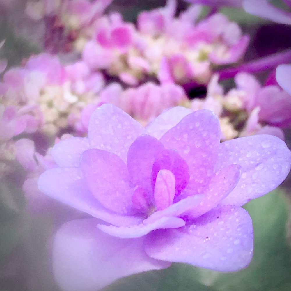 お出かけ先の画像 by ヒーちゃんさん | お出かけ先とピンクの花と相田みつを