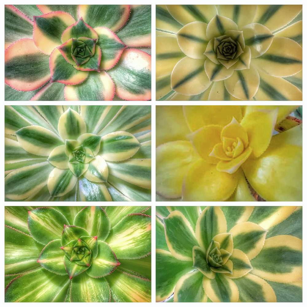 小さな庭の画像 by 堕天ちぃ☺︎さん | 小さな庭と#多肉植物と観葉植物と植物大好きとアエオニウム属と多肉植物のある暮らしと多肉植物とサボテンと観葉植物のある暮らしと草花大好き