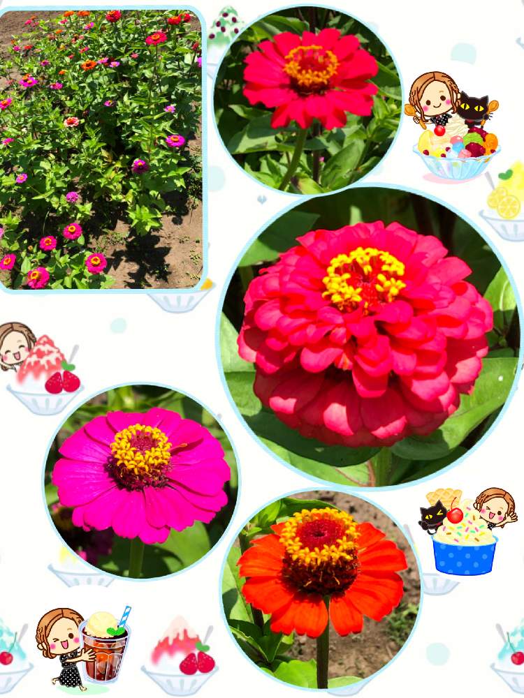 お出かけ先の画像 by ミ〜❣️さん | お出かけ先とジニアと☆横浜☆ Love ☆とプチサプライズとチーム花が好き♡と頑張れ日本とビタミン Fと❤️いいね、ありがとうと愉快な仲間達♡とナチュラルガールと花のある暮らしとGS皆様ありがとうとMy diary☆とチーム☆YOKOHAMA☆