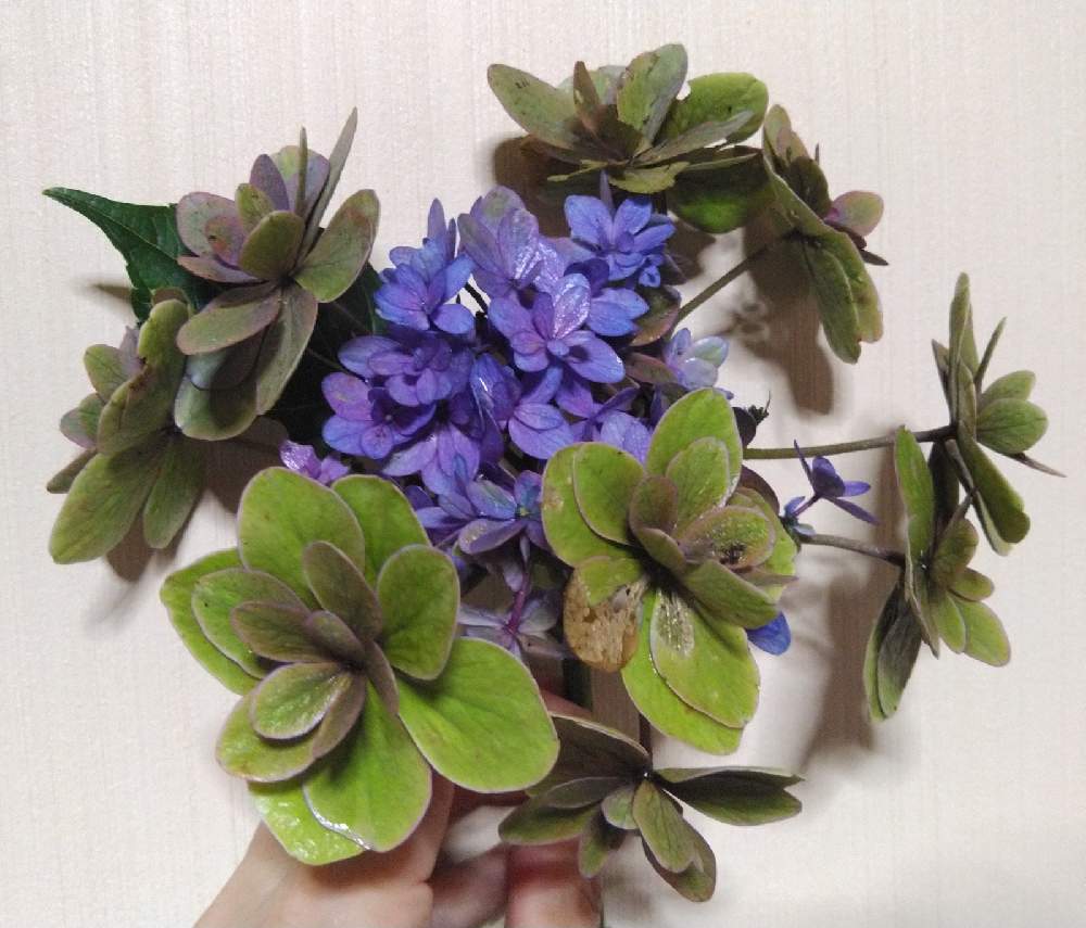 広い庭の画像 by 鬼ヤドカリさん | 広い庭と小町とアンティークと魔女の庭と紫陽花 アジサイ あじさいと紫陽花真理教と秋色と★ハイドランジアン★と雑木林に住んでると紫陽花ハーレム♥️