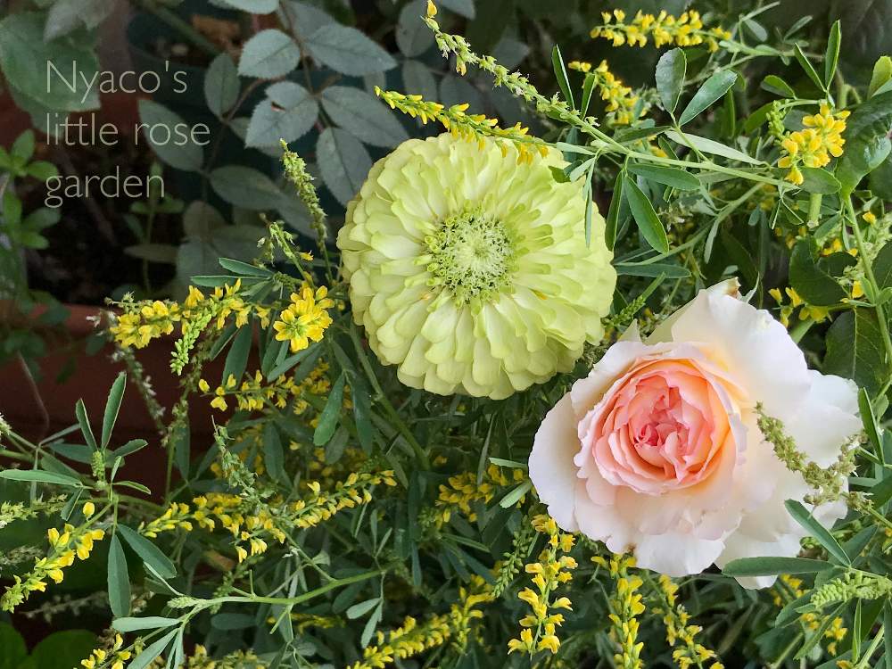 の画像 by nyacoさん | バルコニーガーデニングと私のローズガーデンinベランダ♬とばら バラ 薔薇と薔薇に魅せられてとベランダガーデニングとバラのある暮らしとベランダガーデンとジニアジャイアントライムとバラ トロイメライとバラが好きとロサオリエンティスと薔薇♪とバラ・ミニバラとベランダでバラを♬とロサ・ルブリフォリアとシナガワハギ属