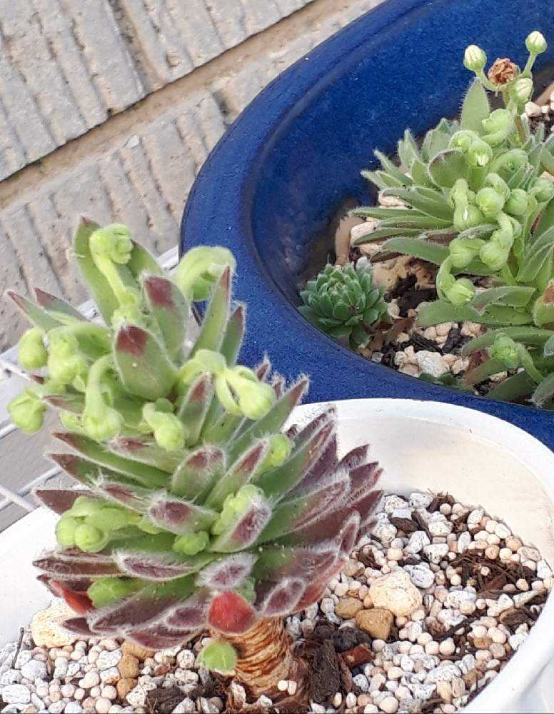 小さな庭の画像 by ミーキママさん | 小さな庭と多肉植物とちょっと見てと我が家の多肉とセンペルビウム♡と私の趣味と暫しうっとり♡と多肉大好き!