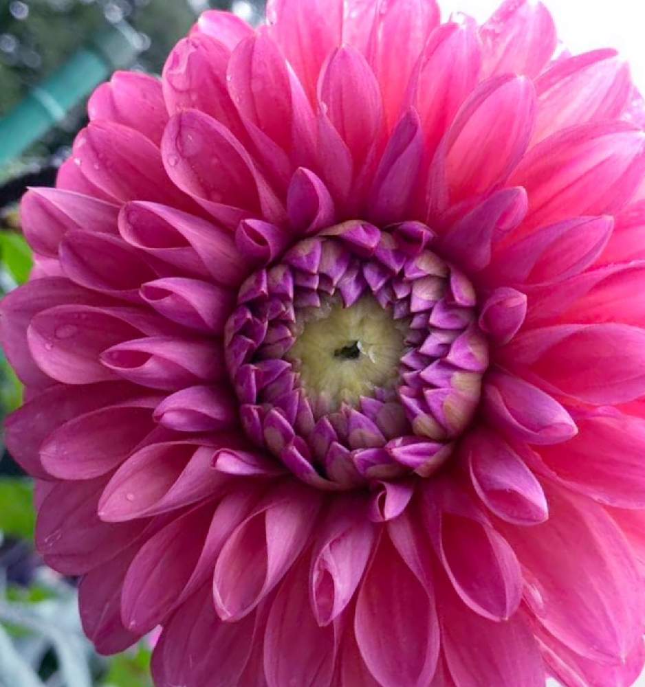小さな庭の画像 by EMIさん | 小さな庭とお散歩と花のある暮らしとピンク ぴんく Pinkと「ダリア・グラジオラス」フォトコンテスト
