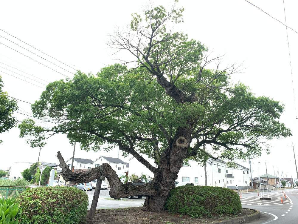 の画像 by 有限会社スリーフラワーさん | ヤナギと本庄市と埼玉ンズ倶楽部と伊勢崎市と園芸店とGSのみなさんに感謝♡と弥八やなぎと伊与久沼公園とおでかけ先と埼玉県と花のある暮らしとフラワーギフトとやなぎと群馬県とスリーフラワー