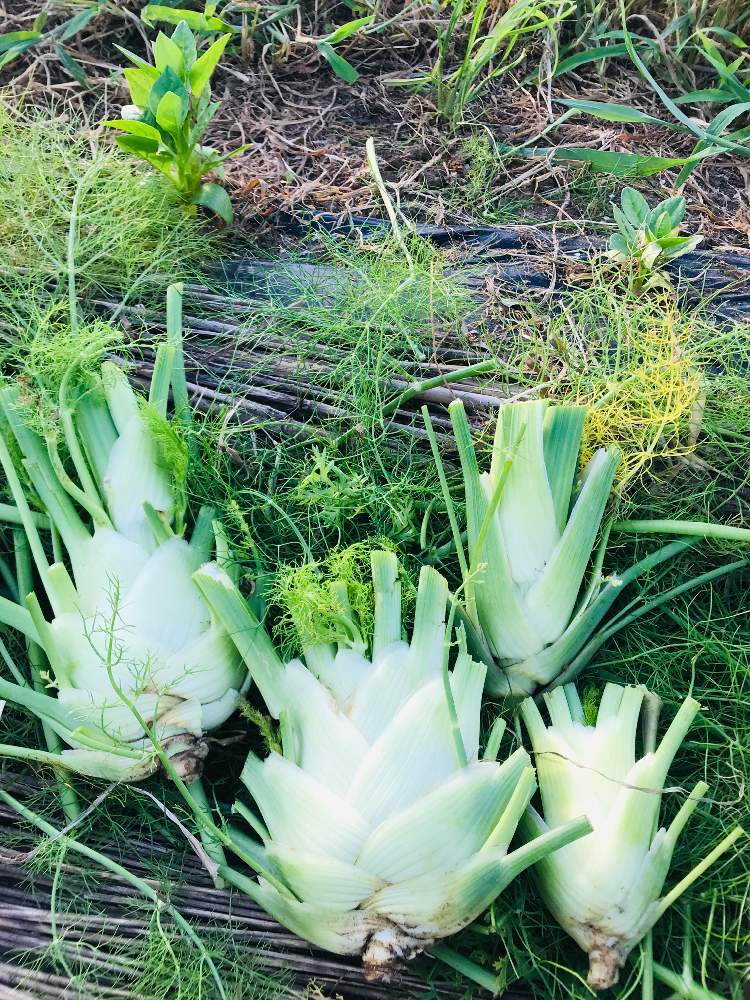 の画像 by GOOSさん | フェンネルと混植家庭菜園と家庭菜園と種からと西洋野菜と家庭菜園の醍醐味は混植とつるむらさき