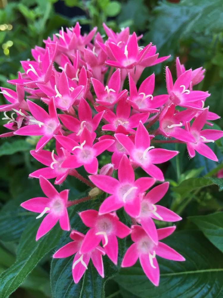 の画像 by teru teruさん | ペンタスと癒しの時間♡♡と夏のお花とおうち園芸とありがとう ♡♡と素敵な花言葉とピンクのお花と鉢植えと花のある暮らしとお気に入り♪とやっぱり花が好き♡とまたよろしくね