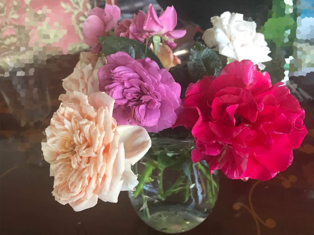 の画像 by ムーミンさん | ピンクインフィニティ*と薔薇プラムパーフェクトと薔薇 クレイジー・トゥーと☆薔薇 あおいと薔薇 真宙とコロナ退散❗️と暑いぞ埼玉と灯せ❗️心の火とオリンピック開会式