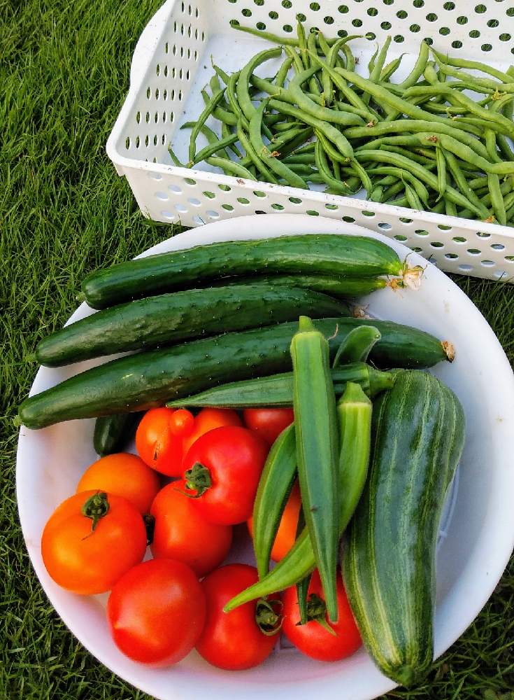 畑の画像 by ミケ猫さん | 畑と今日の収穫 夏野菜と家庭菜園と野菜無人販売