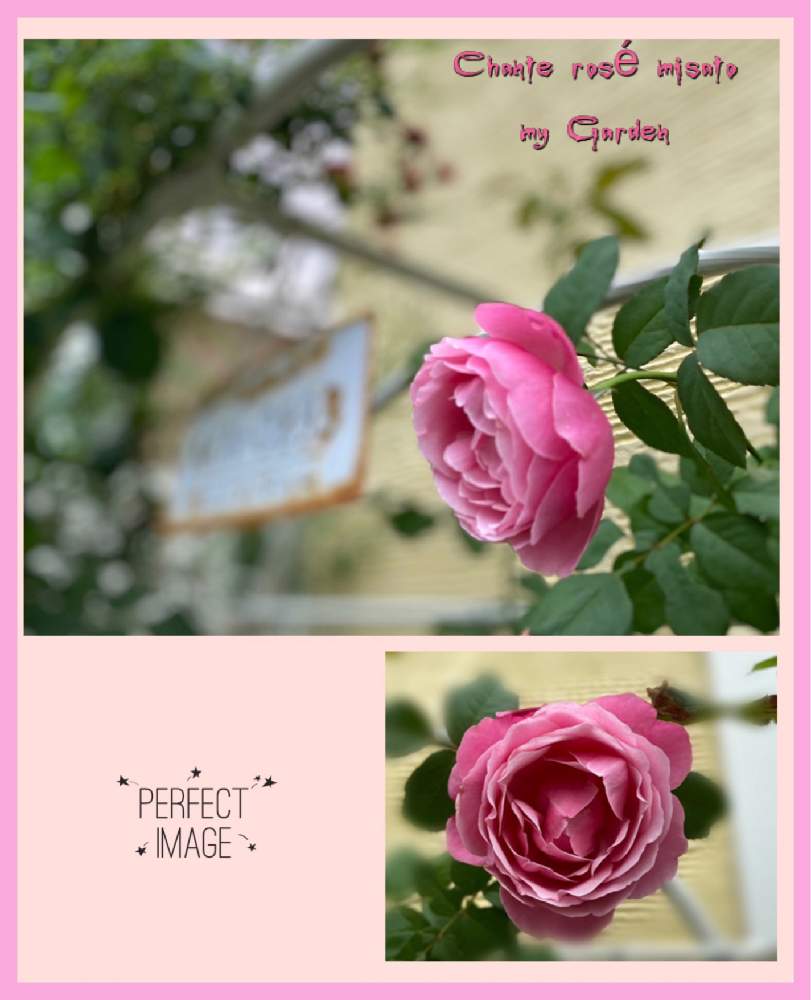 小さな庭の画像 by kuuさん | 小さな庭と薔薇を楽しむ♡といいかおり(╹◡╹)とかわいい♡と癒しの時間♡♡とピンクの薔薇★とデルバールと花のある暮らしと薔薇大好き