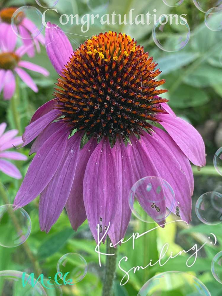 お出かけ先の画像 by ミルクさん | お出かけ先とキュンキュン乙女倶楽部とiPhone11Proで撮影ともんもんチャン♡見守り隊と熱海の皆さんにエールを!と㊗️PONJIさん4000picといつもありがとう!感謝❣️ともんもんチャン気になってと楽しませてくれてありがとうとチーム・ブルーNO.097と長野県とチーム長野と花のある暮らしとGSアダルトチームとチーム・ブルー