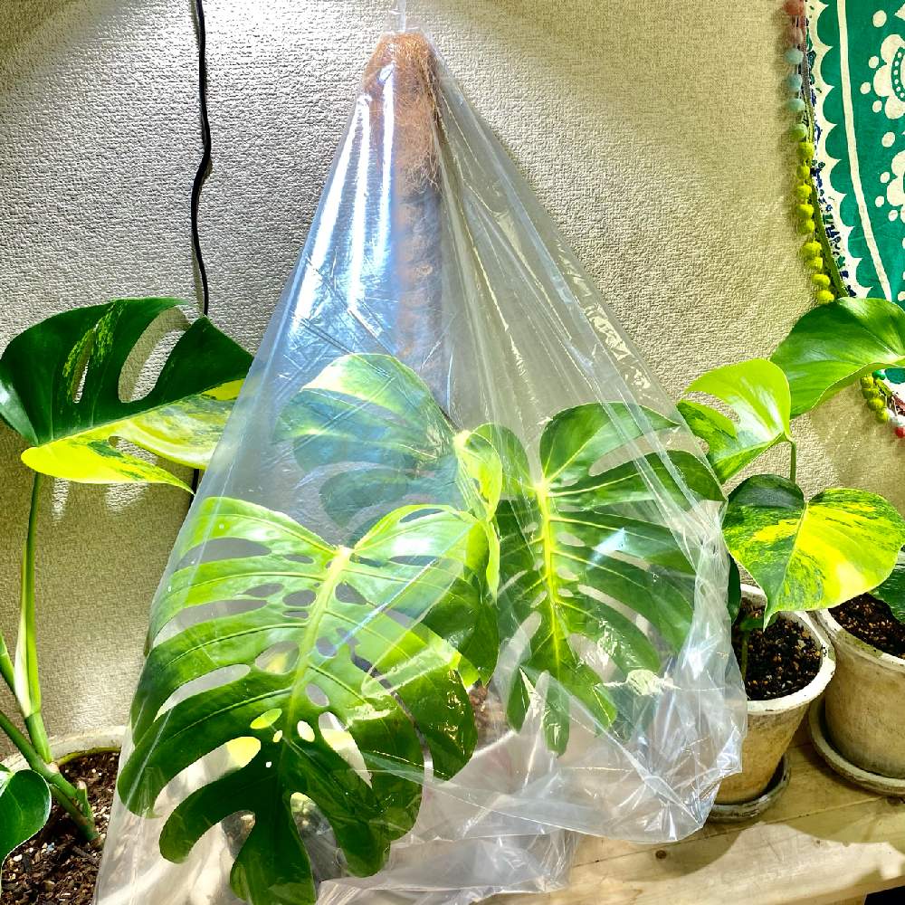 部屋の画像 by YOKOさん | 部屋と斑入りモンステラとMonstera Borsigiana Aureaとモンステラ マクロコズムとモンステラ属と斑入り好き♡とcute♡とアロイドとモンステラマクロコズムとAurea♡とサトイモ 科と花宇宙とモンステラ 黄斑とモンステラ好きっ♡とモンステラらぶ♡と葉っぱlove♥とLED栽培