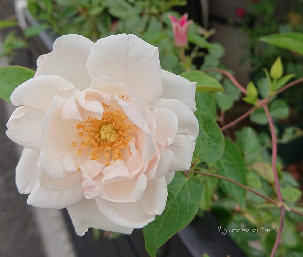 小さな庭の画像 by *mi*さん | 小さな庭とバラの庭と薔薇ニュードーンとばら バラ 薔薇と庭に咲く花と大好きな薔薇♡とクレマチス♬と薔薇のある暮らし♡とプリンセスダイアナとつるばら♬とバラ好きと鉢薔薇と薔薇♪とバラを楽しむ