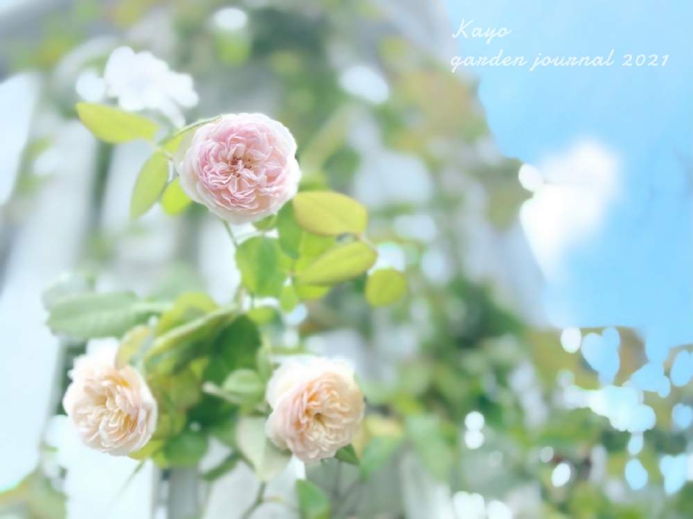 小さな庭の画像 by kayoさん | 小さな庭とバラとエブリンとばら バラ 薔薇とマイガーデンとバラのある暮らしとナチュラルガーデンとイングリッシュ・ローズとナチュラルスタイルとガーデニングと花のある暮らしとお花のある生活とバラ・ミニバラとロザリアンとバラを楽しむ