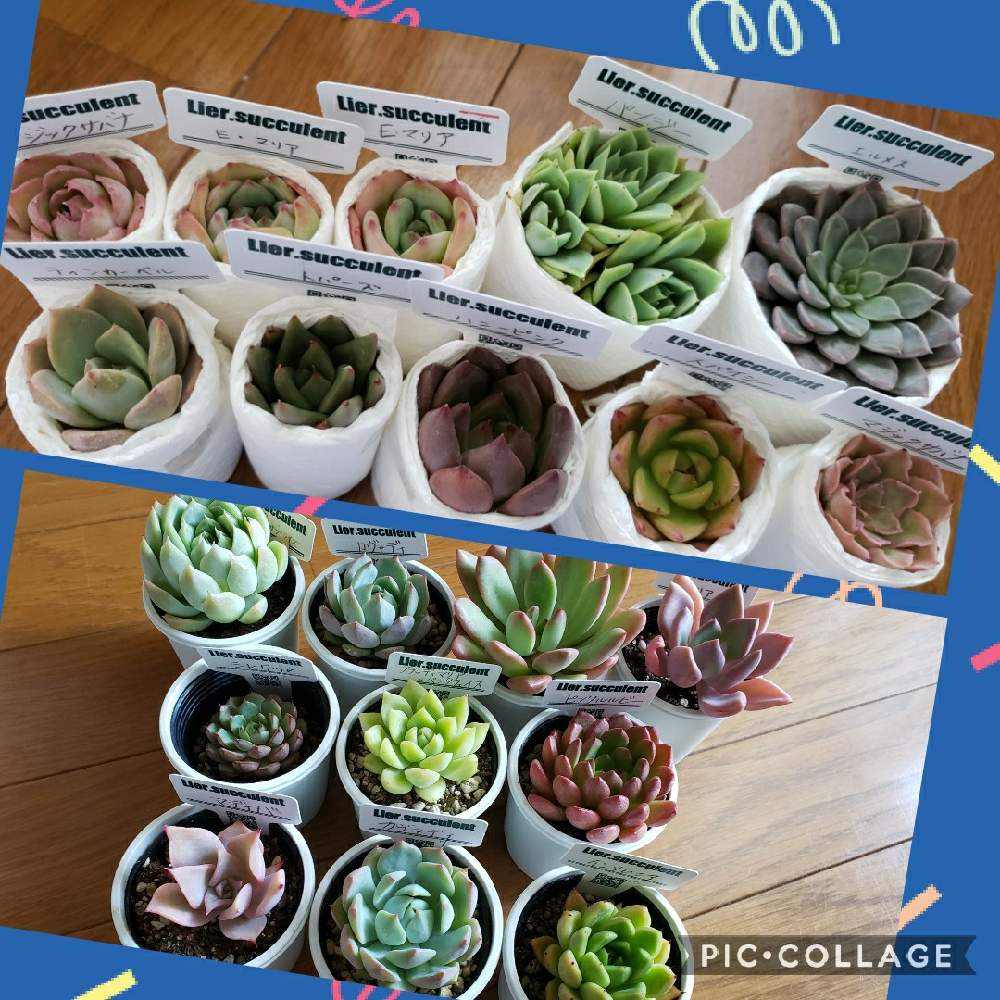 バルコニー/ベランダの画像 by たきぱさん | バルコニー/ベランダと多肉植物とカット苗ともりもり多肉とエケベリア好きとリエール苗とリエール多肉フェスティバルとTA29と多肉女子と多肉植物とサボテンとタニラーとえけべりあ。とかわいいとlier多肉フェスティバルと多肉多肉多肉多肉多肉‼