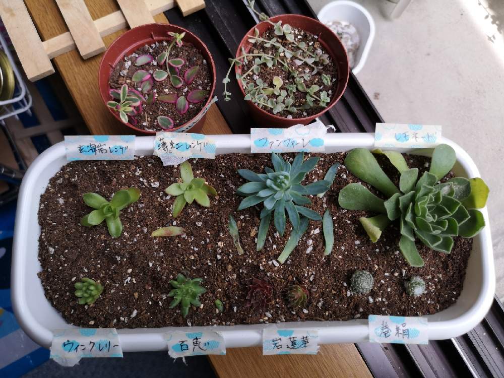 窓辺の画像 by ムニさん | 窓辺と多肉植物いろいろと多肉植物と蒸し暑いと暑い!とプレゼント企画と繋がりに感謝とリメ缶とカット苗とおうち園芸とにしきと酷暑のはじまりとみどりと元気に育て!と挿し穂と成長記録とプレゼント企画当選品とかわいいとおおきくなあれとどんどんふえちゃってますと多肉初心者とふわふわシフォン土