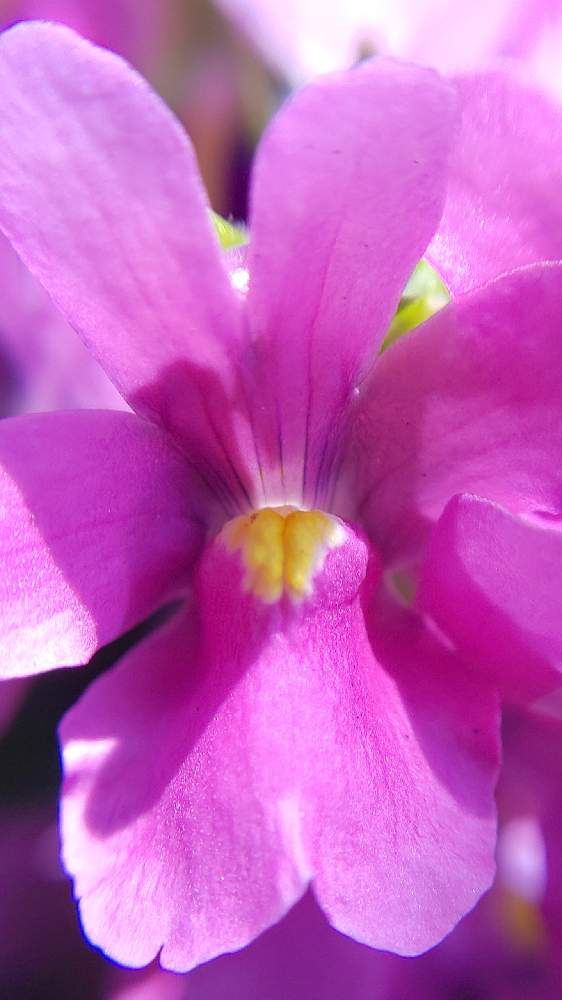 お出かけ先の画像 by ❦THE HERMIT❦さん | お出かけ先とネメシアと光輝く花とマクロマニアとピンクの花と癒されと薄桃色と小さい花々とピンクとちっちゃいものクラブと優しい薄桃色と本来の色と秘密のpicと大好きな花とヒカリ
