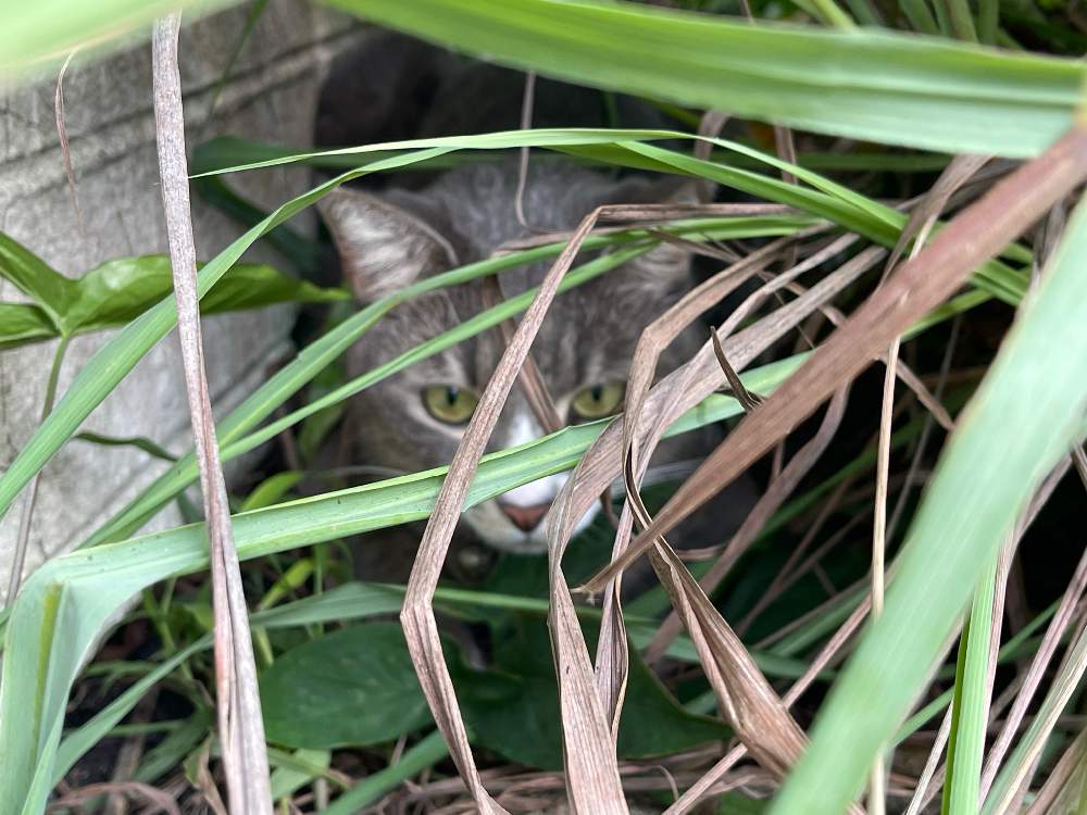 の画像 by 砂糖工場さん | レモングラスとお庭を散歩と食材とおうち園芸とサトウキビの町の草原と動物とニャニャちゃん