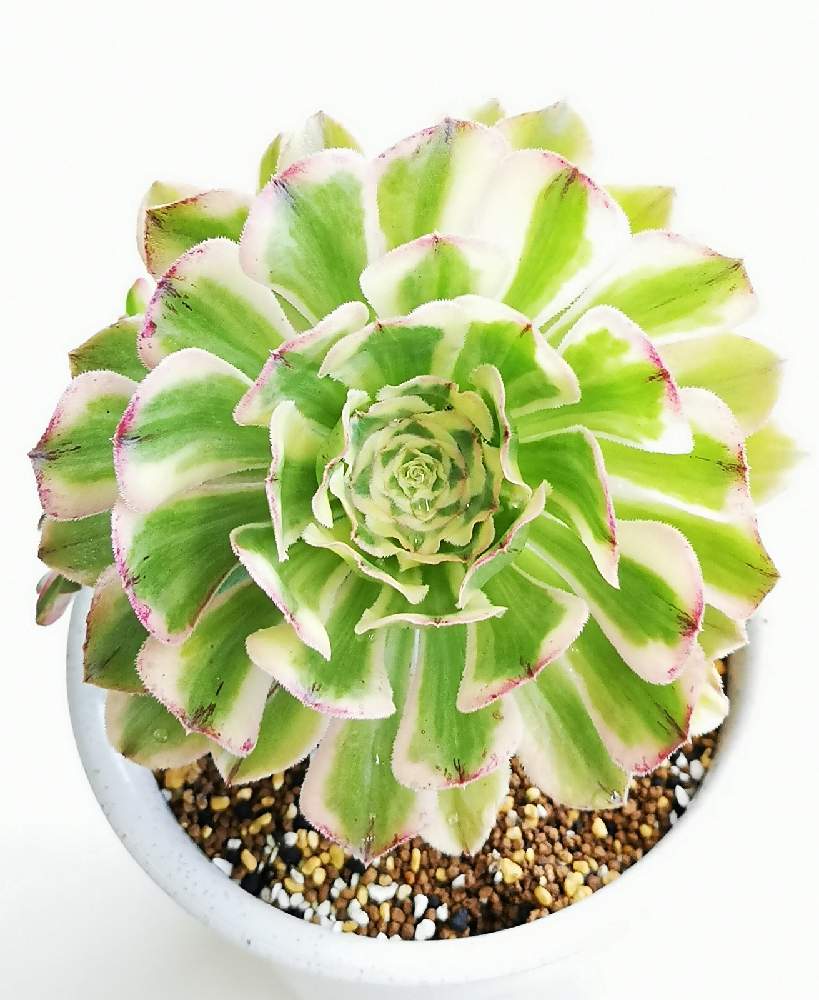 玄関の画像 by eyeさん | 玄関とAeonium arboreum f.variegataとアエオニウム 艶日傘と艶日傘と艳日伞と☆eye☆錦と艶日傘♡とAeonium arboreum cv. variegataとアエオニウム属と多気園芸と⭐eye⭐798と24日は錦の日と☆eye☆た行と艶日傘 アエオニウム属と覆輪斑と三重県とカナリア諸島原産と⭐eye⭐アエオニウム属と錦の日と北アフリカ原産とAeonium arboreum f.variegata