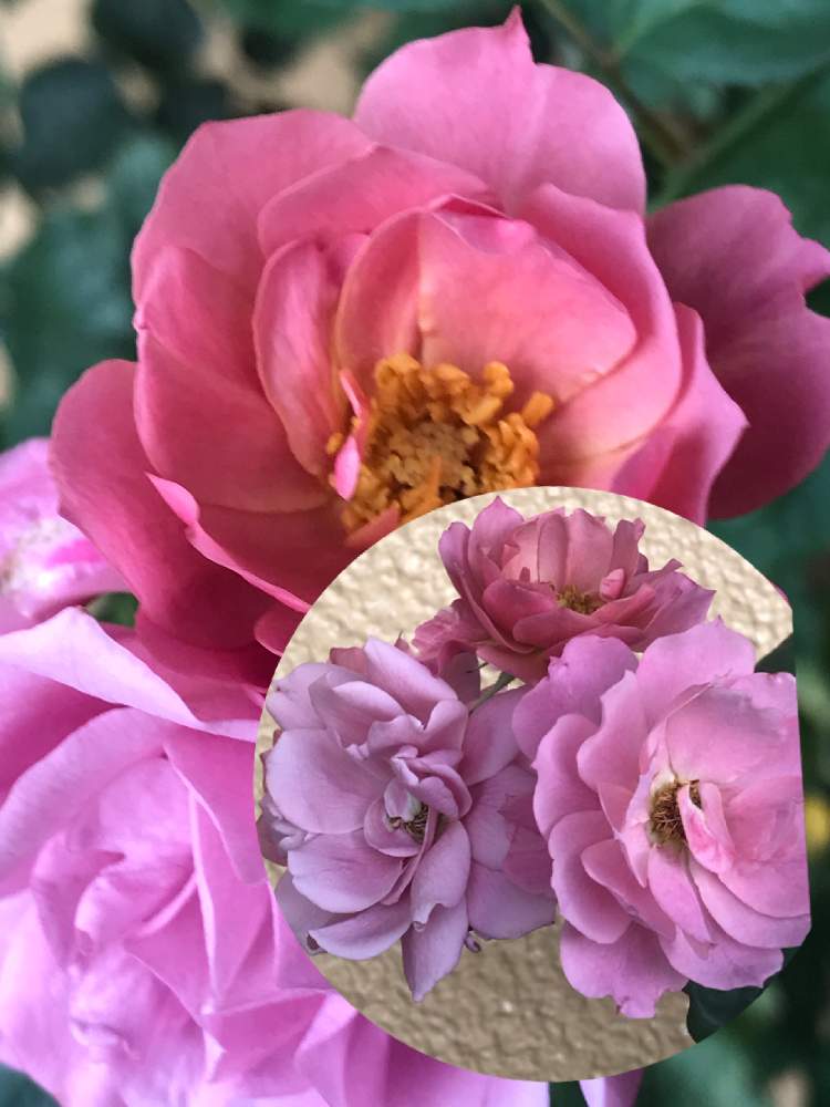 の画像 by ムーミンさん | ベランダとやっぱりあおいちゃんと☆薔薇 あおいと2020東京オリンピックとコロナ退散❗️と暑いぞ埼玉と灯せ❗️心の火と干し芋母ちゃんさん印