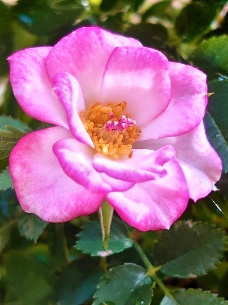 エクステリアの画像 by シェリーさん | エクステリアと薔薇と素敵な1日とばら バラ 薔薇とピンクの花と薔薇好きと大好きな色とピンクのバラ♡とバラ 鉢植えとばら大好きと素敵な色としべ好きとピンクのお花としべ❤️とピンクワールドへ ようこそと花のしべと月曜日にはバラをとばら❤とばら 薔薇 バラとピンクのばら