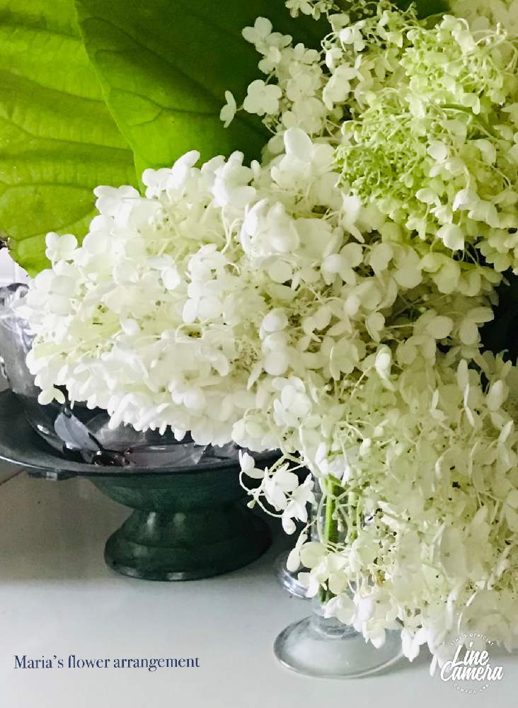 部屋の画像 by マリアさん | 部屋とフィカス ウンベラータとピラミッドアジサイとさいた✨とstay home and enjoy gardening !とノンフィルターとB型と今年も咲いた〜♡と庭の植物とiPhone7撮影とI love plants❣️と紫陽花コレクションとフラワーアレンジメントと12月生まれ♪と植え中毒と花のある暮らしとフワフワ~と地植えと白い花♡