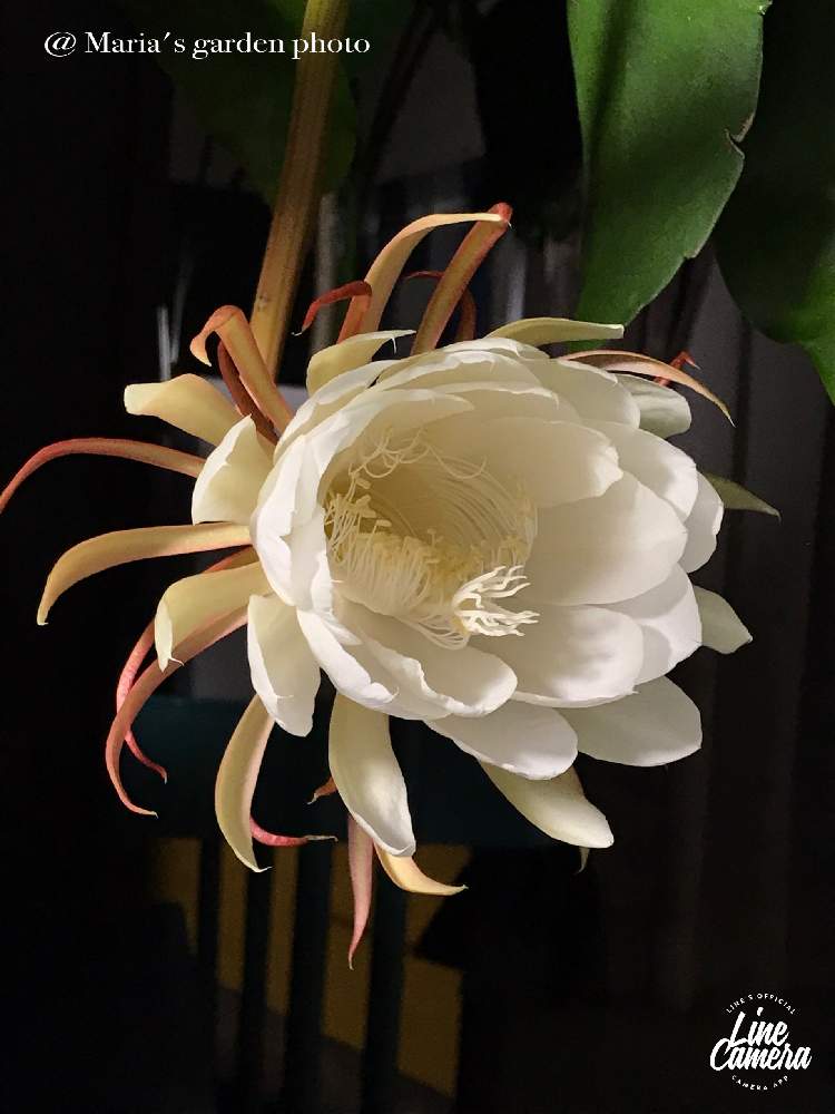 部屋の画像 by マリアさん | 部屋と月下美人とさいた✨とstay home and enjoy gardening !とノンフィルターとB型とおうち園芸とiPhone7撮影とI love plants❣️と鉢植えと12月生まれ♪と植え中毒と花のある暮らしと白い花♡とgreen*love
