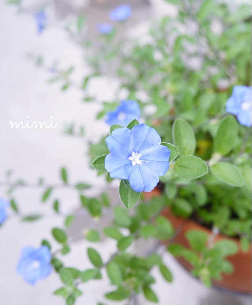 小さな庭の画像 by mimiさん | 小さな庭とアメリカンブルーと多肉植物とみどりのある暮らしと観葉植物とお気に入り♡とGS映えとGS日和とGSのみなさんに感謝♡とはなのある暮らしとGSに感謝。とハーブと鉢植えと可愛いとGS皆様ありがとうとお花と鉢植え。とシルバーリーフ
